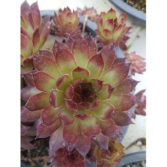 Sempervivum Mutterle Rojnik