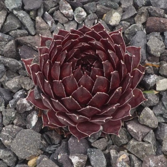 Sempervivum Mutterle Rojnik