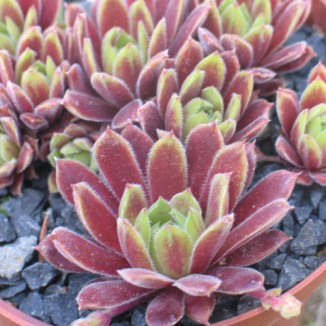 Sempervivum My Mayah Rojnik