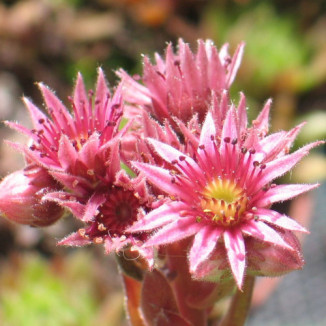 Sempervivum My Mayah Rojnik