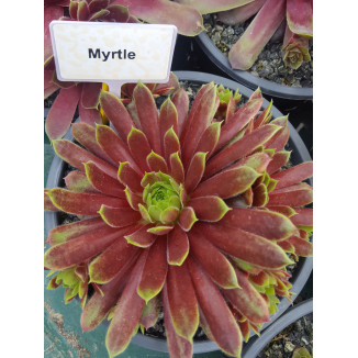 Sempervivum Myrtle Rojnik