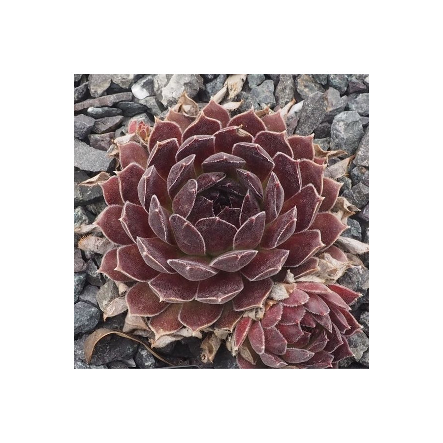 Sempervivum Natalie Rojnik