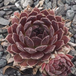 Sempervivum Natalie Rojnik