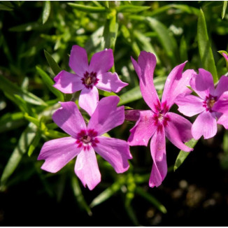 Phlox subulata Crimson...