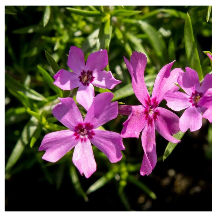 Phlox subulata Crimson Beauty Floks szydlasty