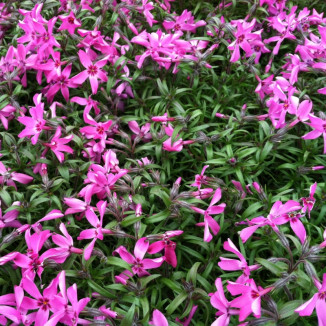 Phlox subulata Crimson...