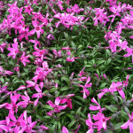 Phlox subulata Crimson Beauty Floks szydlasty