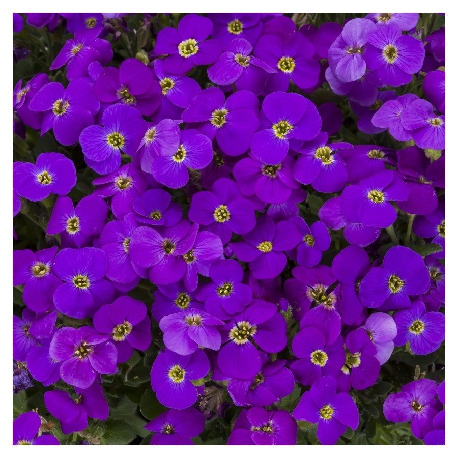 Aubrieta hybrida Audrey Purple Shades Żagwin
