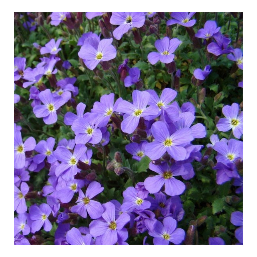 Aubrieta hybrida Audrey Blue Shades Żagwin