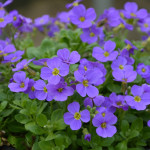 Aubrieta hybrida Audrey Blue Shades Żagwin