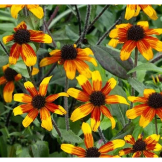 Rudbeckia triloba Praire...