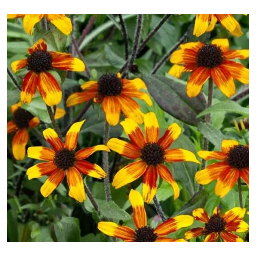 Rudbeckia triloba Praire Glow Rudbekia trójklapowa