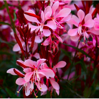 Gaura Graceful Pink Gaura