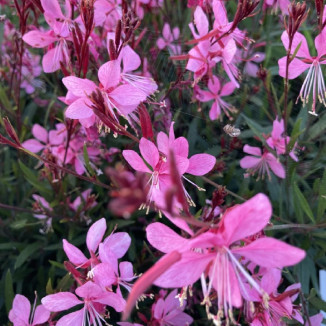 Gaura lindheimeri Tutti...