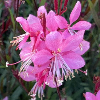 Gaura lindheimeri Tutti...