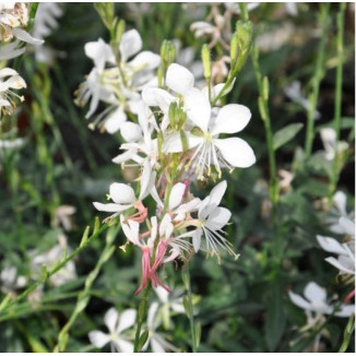 Gaura Flamingo White PBR Gaura