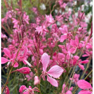 Gaura Flamingo Pink PBR Gaura