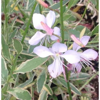 Gaura lindheimeri Corrie's...