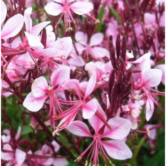 Gaura lindheimeri Cherry...