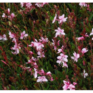 Gaura lindheimeri Cherry...