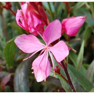 Gaura lindheimeri Blaze Gaura