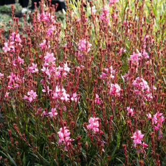 Gaura lindheimeri Baby...