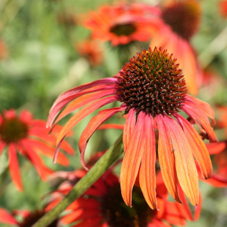 Echinacea Tomato Soup Jeżówka