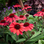 Echinacea Vintage Red   Jeżówka