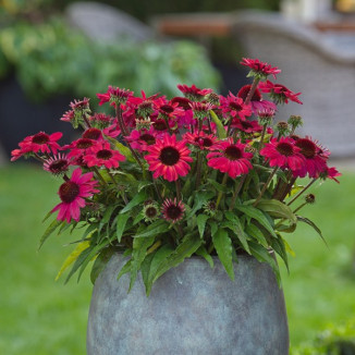 Echinacea Amazing Dream Jeżówka