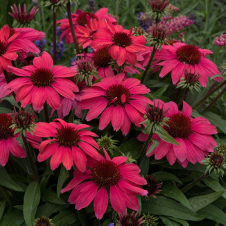 Echinacea Vintage Red   Jeżówka