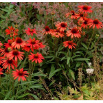 Echinacea Dixie Scarlet Jeżówka