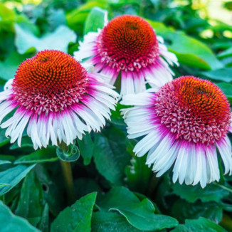 Echinacea Glowing Dream Jeżówka