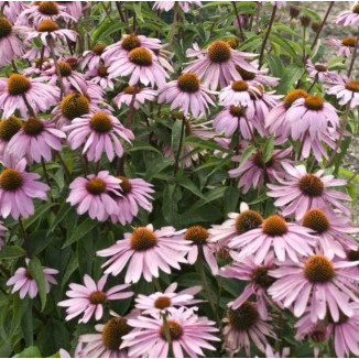 Echinacea Pink Pearl Jeżówka