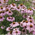 Echinacea Pink Pearl Jeżówka