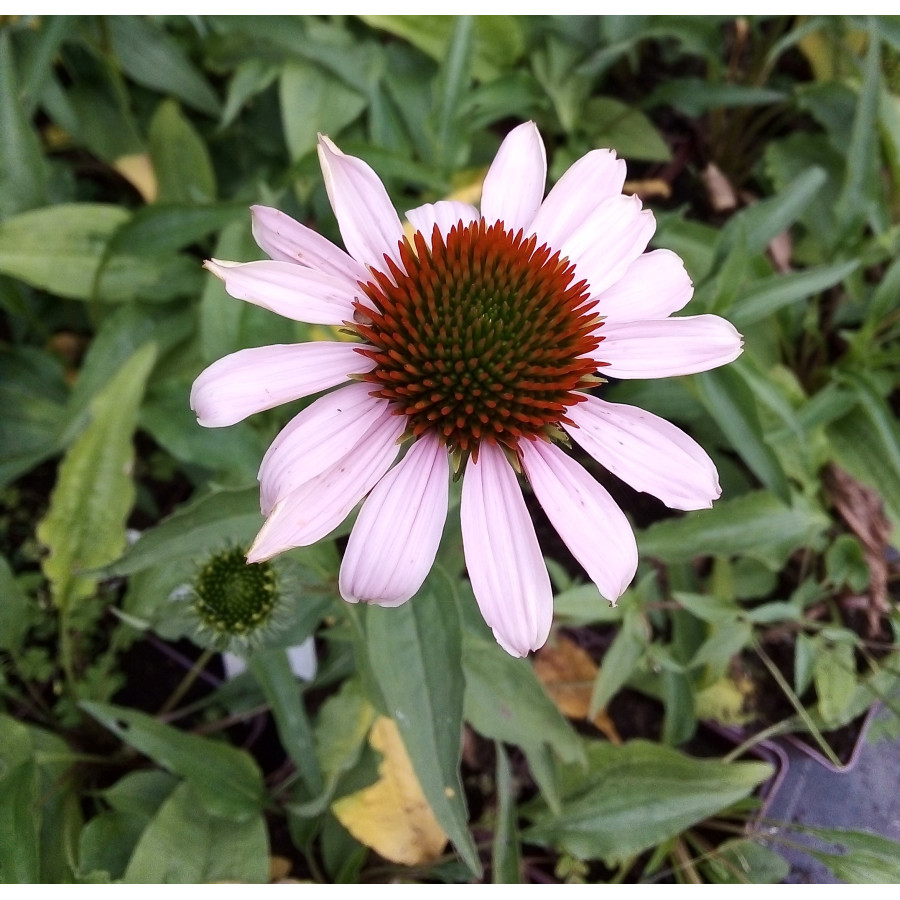 Echinacea Pink Pearl Jeżówka