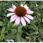 Echinacea Pink Pearl Jeżówka