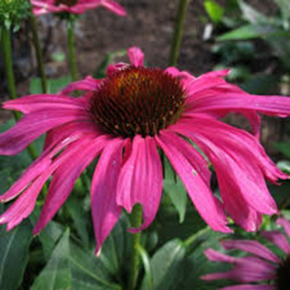 Echinacea Purple Emperor Jeżówka