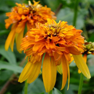 Echinacea Marmalade Jeżówka