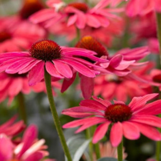 Echinacea Magenta Pearl Jeżówka
