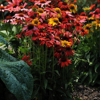 Echinacea Fountain Orange Bicolour Jeżówka