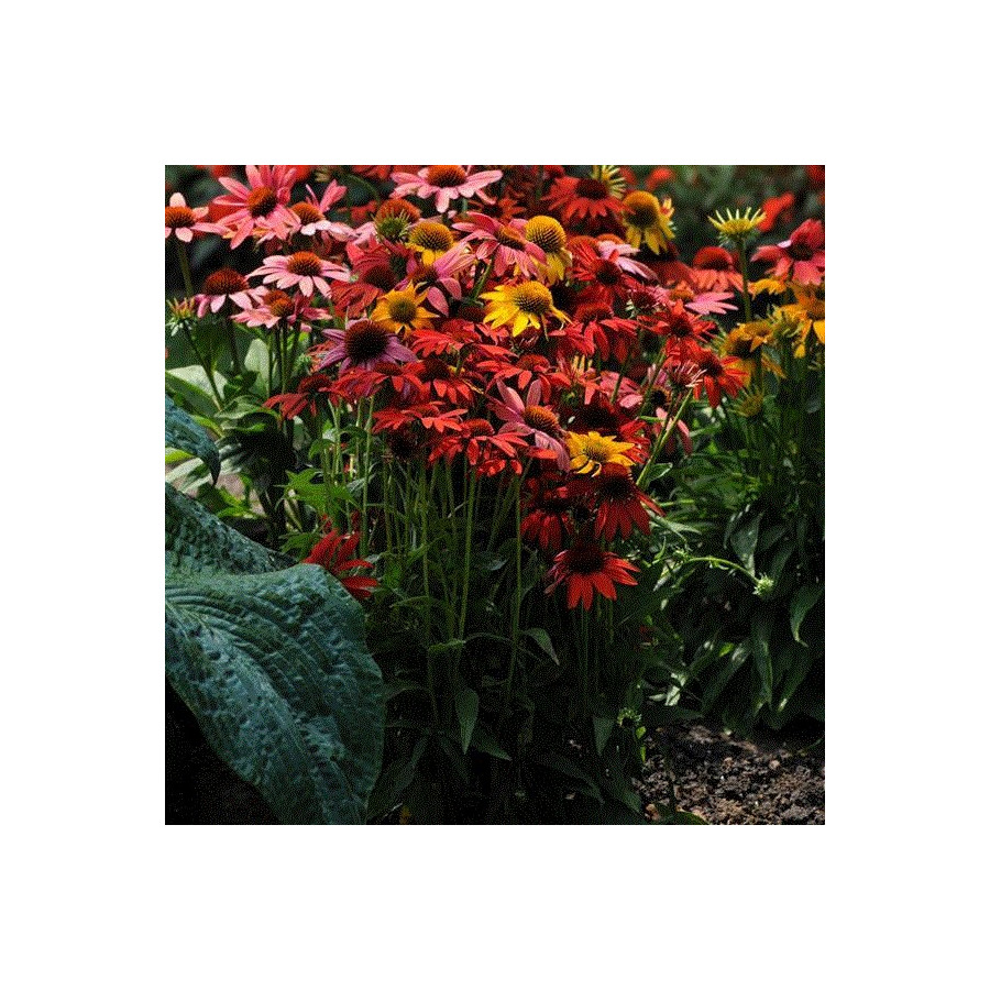 Echinacea Fountain Orange Bicolour Jeżówka