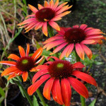 Echinacea Fountain Orange Bicolour Jeżówka