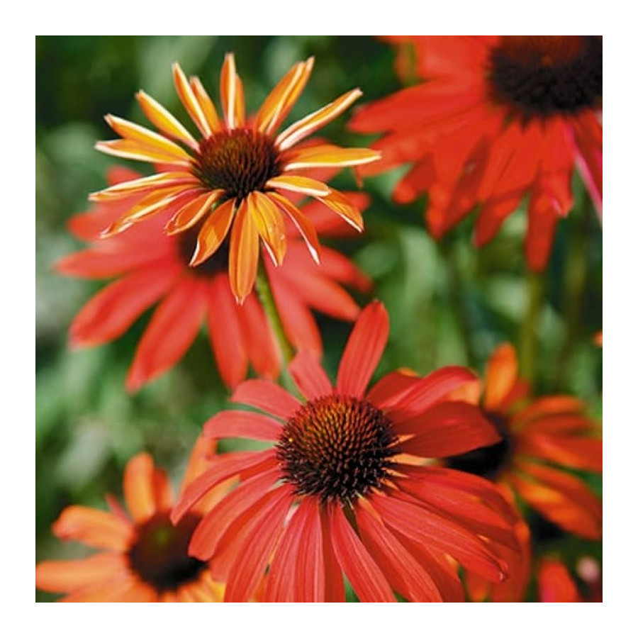 Echinacea Hot Summer Jeżówka