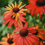 Echinacea Hot Summer Jeżówka