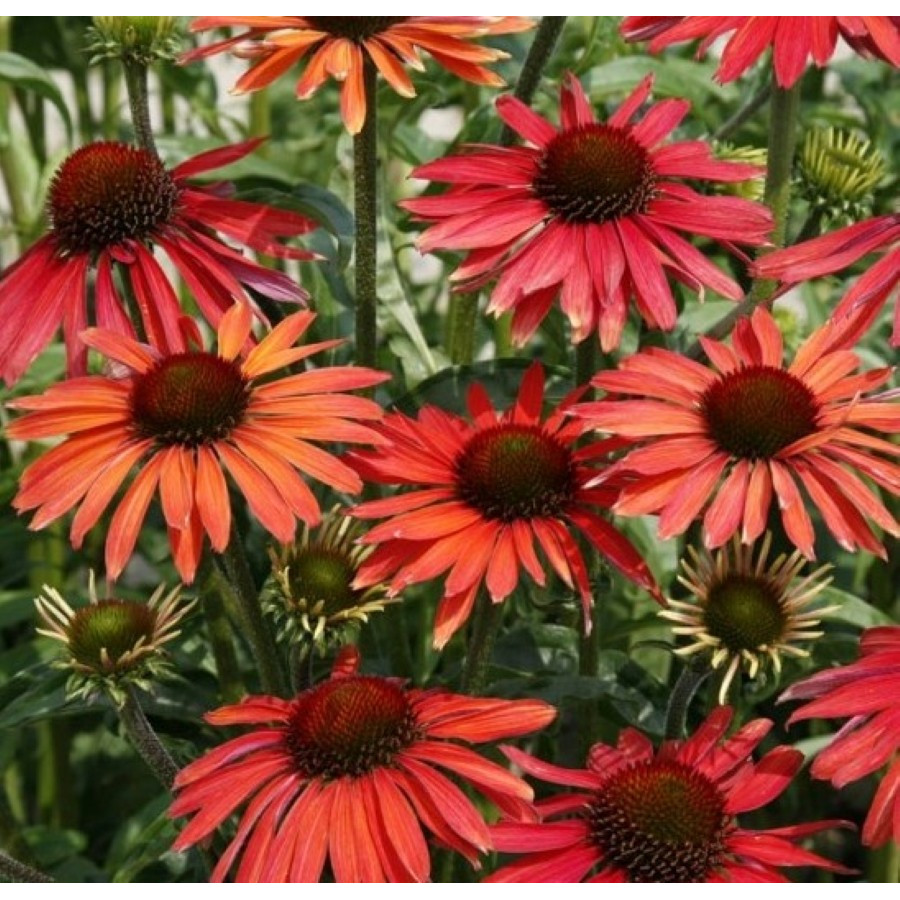 Echinacea Hot Summer Jeżówka