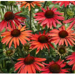Echinacea Hot Summer Jeżówka