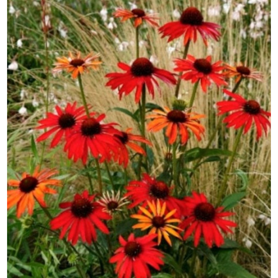 Echinacea Hot Summer Jeżówka