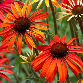 Echinacea Hot Summer Jeżówka