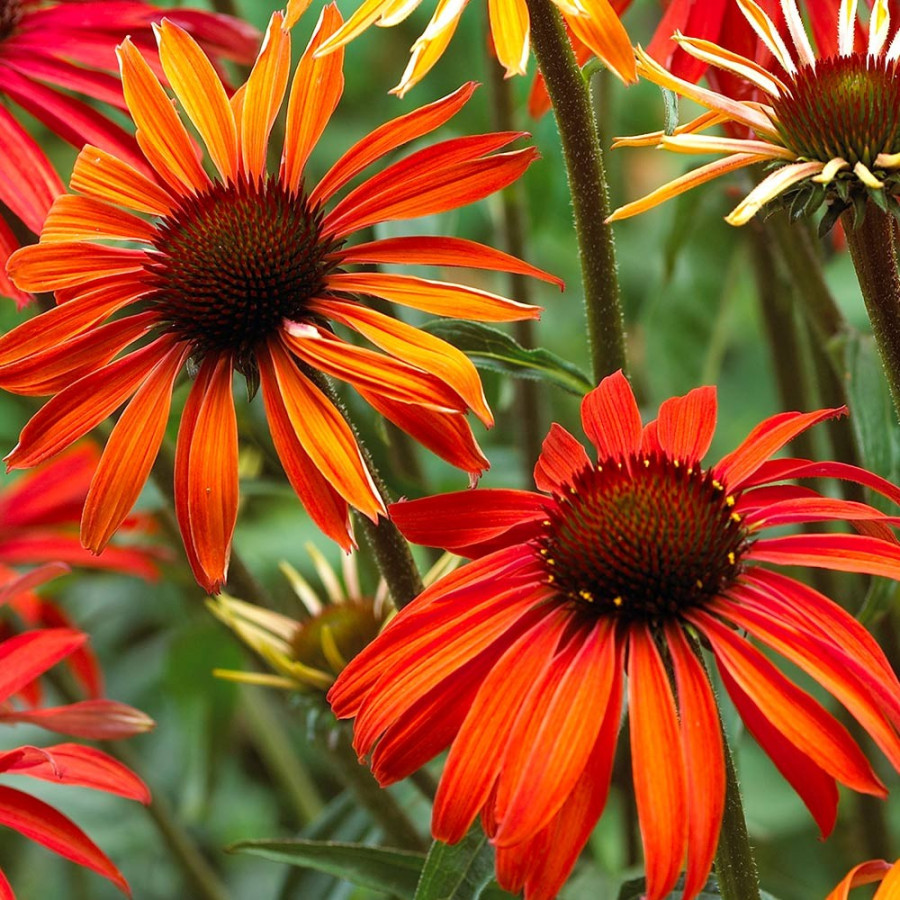 Echinacea Hot Summer Jeżówka