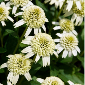 Echinacea Delicious Nougat Jeżówka